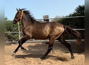 Andaluso, Stallone, 2 Anni, 159 cm, Baio