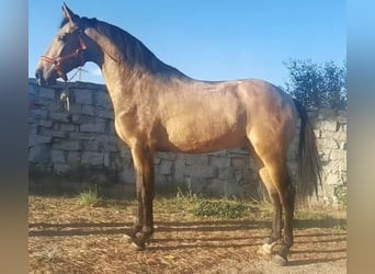 Andaluso, Stallone, 2 Anni, 159 cm, Falbo