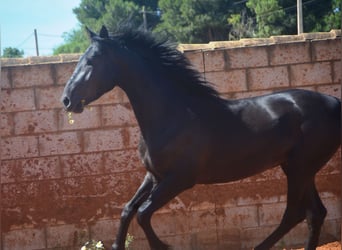 Andaluso, Stallone, 2 Anni, 159 cm, Morello