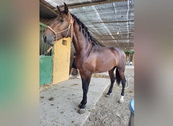 Andaluso, Stallone, 2 Anni, 160 cm, Baio