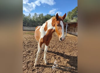 Andaluso, Stallone, 2 Anni, 160 cm, Pezzato