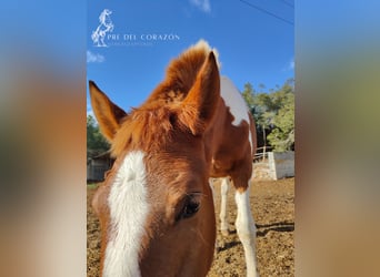 Andaluso, Stallone, 2 Anni, 160 cm, Pezzato