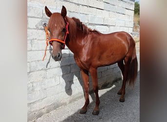 Andaluso, Stallone, 2 Anni, 160 cm, Sauro
