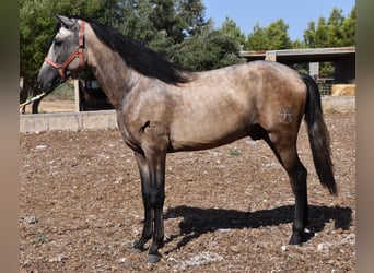 Andaluso, Stallone, 2 Anni, 162 cm, Pelle di daino