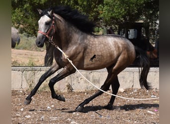 Andaluso, Stallone, 2 Anni, 162 cm, Pelle di daino