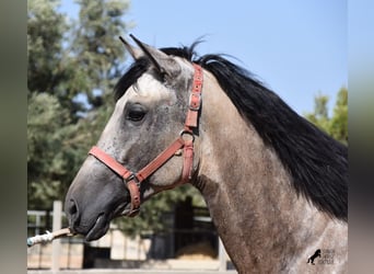 Andaluso, Stallone, 2 Anni, 162 cm, Pelle di daino