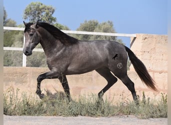 Andaluso, Stallone, 2 Anni, 166 cm, Grigio