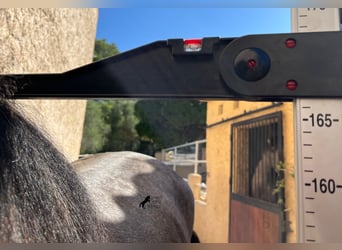 Andaluso, Stallone, 2 Anni, 166 cm, Grigio