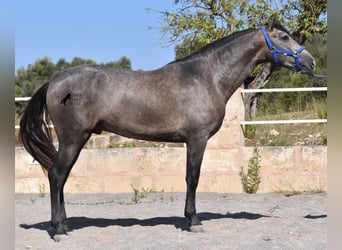 Andaluso, Stallone, 2 Anni, 166 cm, Grigio