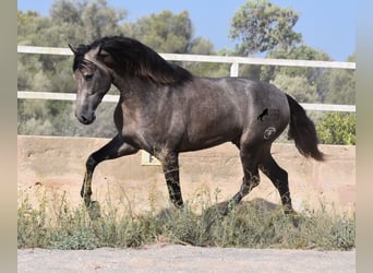 Andaluso, Stallone, 2 Anni, 166 cm, Grigio