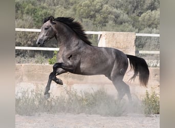 Andaluso, Stallone, 2 Anni, 166 cm, Grigio