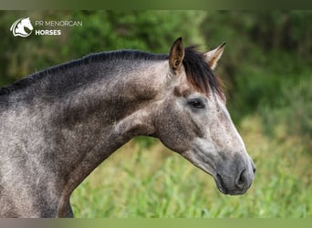 Andaluso, Stallone, 2 Anni, 167 cm, Grigio