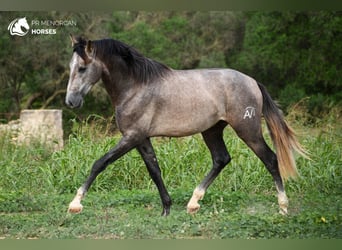 Andaluso, Stallone, 2 Anni, 167 cm, Grigio