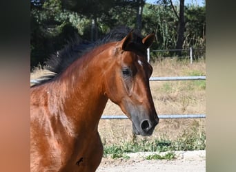 Andaluso, Stallone, 2 Anni, 169 cm, Baio