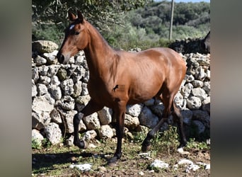 Andaluso, Stallone, 2 Anni, 170 cm, Baio
