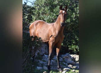 Andaluso, Stallone, 2 Anni, 170 cm, Baio