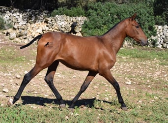 Andaluso, Stallone, 2 Anni, 170 cm, Baio