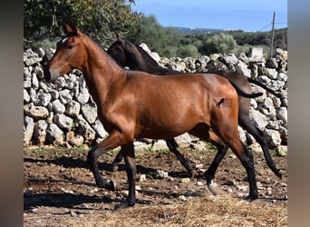 Andaluso, Stallone, 2 Anni, 170 cm, Baio