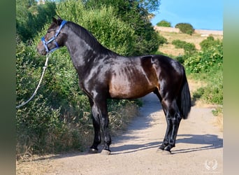 Andaluso, Stallone, 2 Anni, 170 cm, Baio scuro