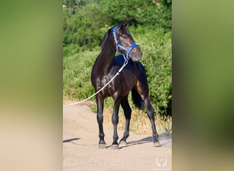 Andaluso, Stallone, 2 Anni, 170 cm, Baio scuro