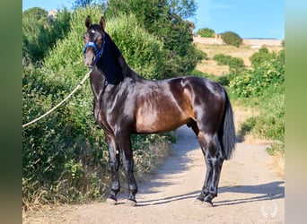 Andaluso, Stallone, 2 Anni, 170 cm, Baio scuro