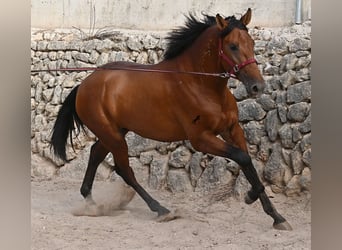 Andaluso, Stallone, 2 Anni, 175 cm, Baio