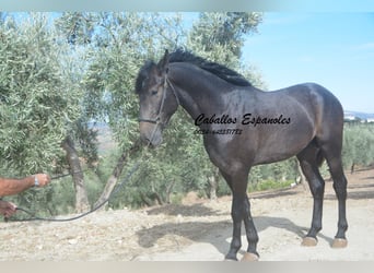 Andaluso, Stallone, 2 Anni, Grigio ferro