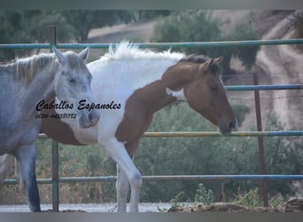Andaluso, Stallone, 2 Anni, Pezzato