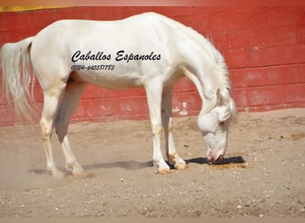 Andaluso, Stallone, 3 Anni, 151 cm, Cremello