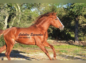 Andaluso, Stallone, 3 Anni, 152 cm, Sauro