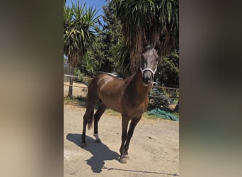 Andaluso, Stallone, 3 Anni, 155 cm, Baio