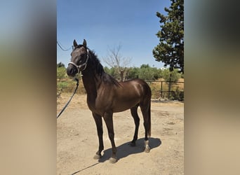 Andaluso, Stallone, 3 Anni, 155 cm, Baio