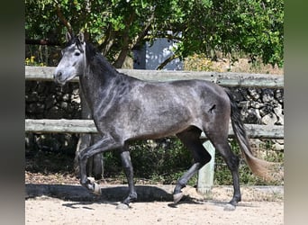 Andaluso, Stallone, 3 Anni, 155 cm, Grigio