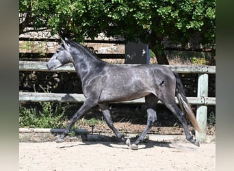 Andaluso, Stallone, 3 Anni, 155 cm, Grigio