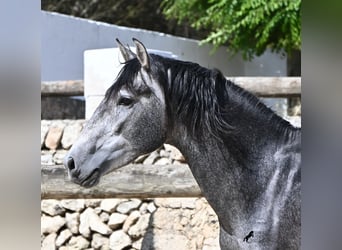 Andaluso, Stallone, 3 Anni, 155 cm, Grigio
