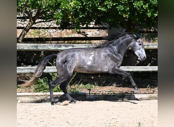 Andaluso, Stallone, 3 Anni, 155 cm, Grigio