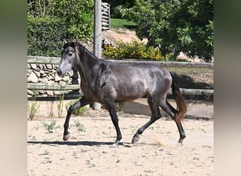 Andaluso, Stallone, 3 Anni, 155 cm, Grigio