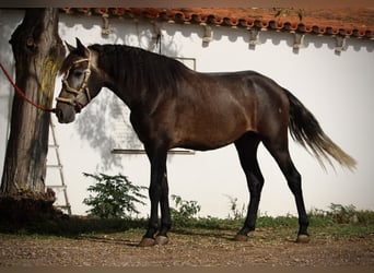 Andaluso, Stallone, 3 Anni, 155 cm, Leardo