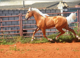 Andaluso, Stallone, 3 Anni, 155 cm, Palomino
