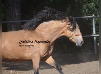 Andaluso, Stallone, 3 Anni, 155 cm, Pelle di daino