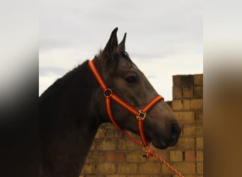 Andaluso, Stallone, 3 Anni, 155 cm, Pelle di daino