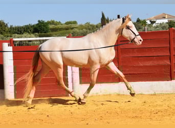 Andaluso, Stallone, 3 Anni, 155 cm, Perlino
