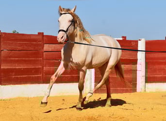 Andaluso, Stallone, 3 Anni, 155 cm, Perlino
