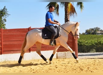 Andaluso, Stallone, 3 Anni, 155 cm, Perlino