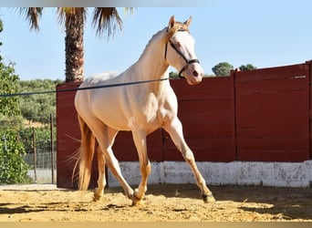 Andaluso, Stallone, 3 Anni, 155 cm, Perlino
