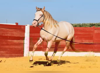Andaluso, Stallone, 3 Anni, 155 cm, Perlino
