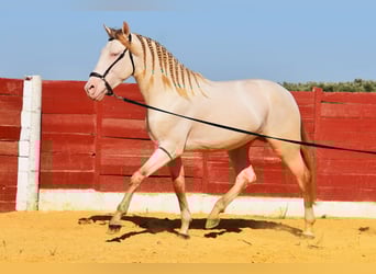 Andaluso, Stallone, 3 Anni, 155 cm, Perlino
