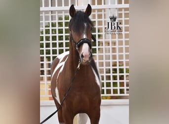 Andaluso, Stallone, 3 Anni, 155 cm, Pezzato