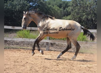Andaluso, Stallone, 3 Anni, 156 cm, Falbo