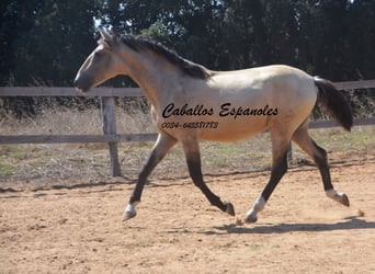 Andaluso, Stallone, 3 Anni, 156 cm, Falbo